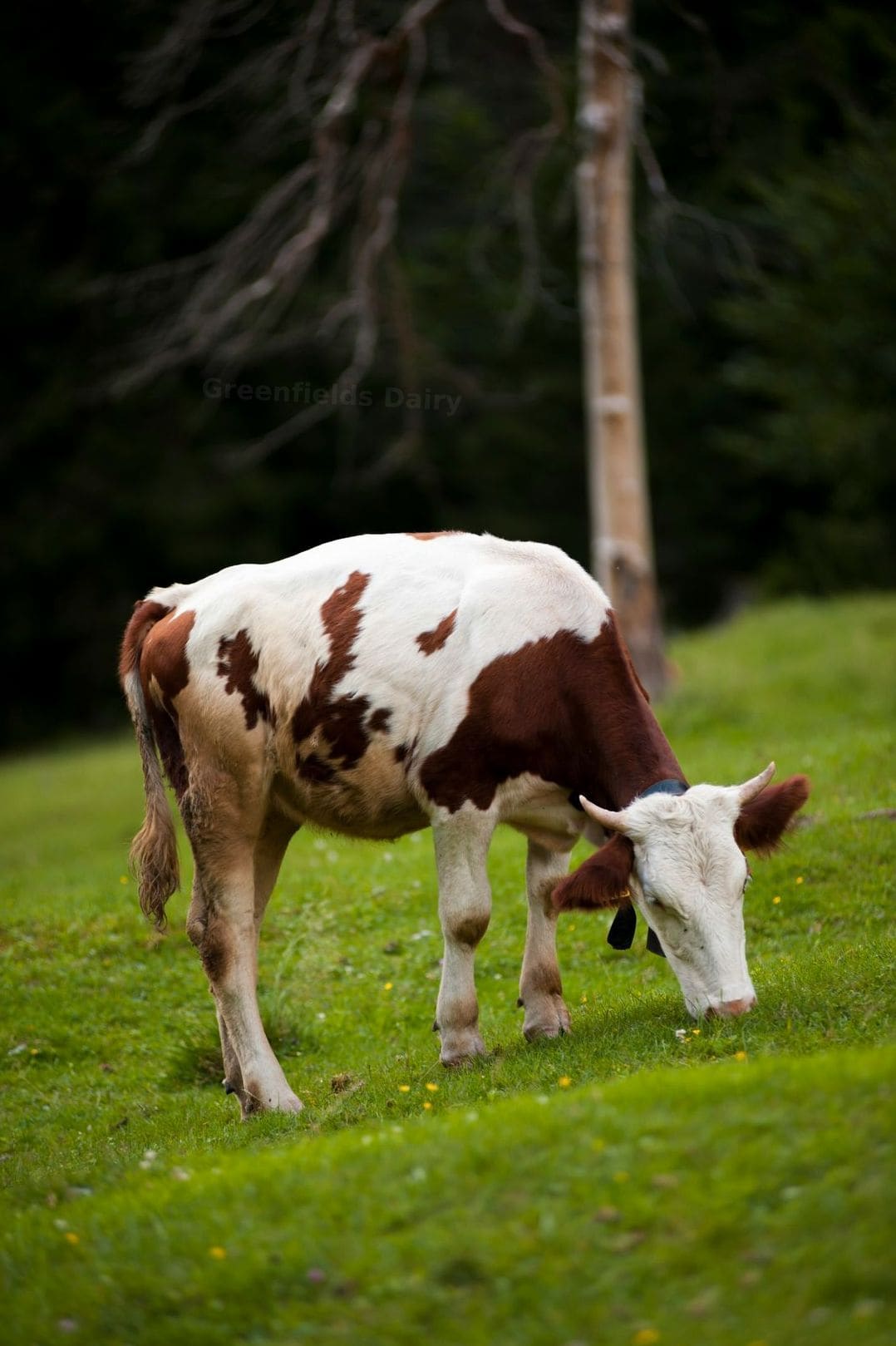Why Local Dairy Partnerships Matter