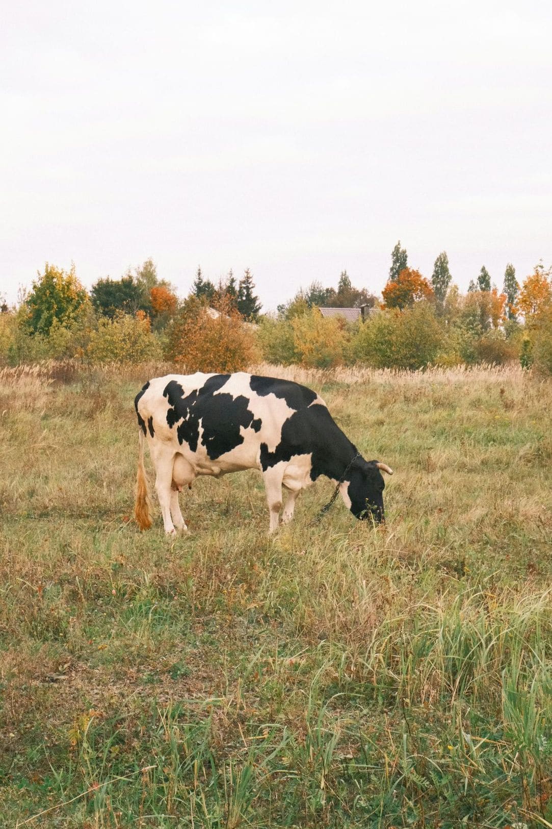 Bulk dairy orders for retailers